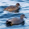 Gadwall